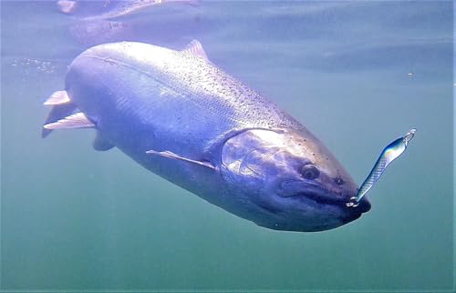 Loony Spoons Vibe 2-Pack - Premium Fishing Lures - Salmon, Trout, Walleye - Saltwater and Freshwater - size: Size 4 - 4.5"