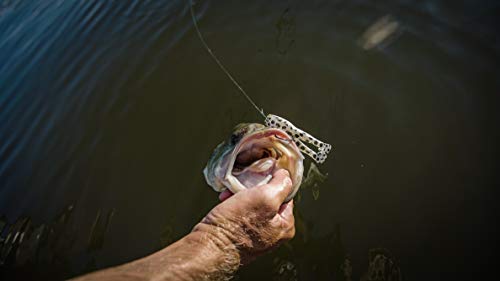 Berkley Powerbait Buzz'n Speed Toad - color: HD Snow Leopard