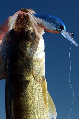 Bandit Lures Walleye Shad - color: Fruit Dots, size: WS1 (2-3/8")
