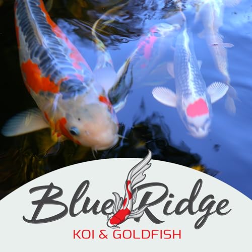 Blue Ridge Koi Fish Food 2lb - Koi Food Mini Growth Formula, Goldfish Food, Premium Fish Food for Ponds, Ponds Fish Food, Floating Pond Pellets - size: 2 Pound (Pack of 1)