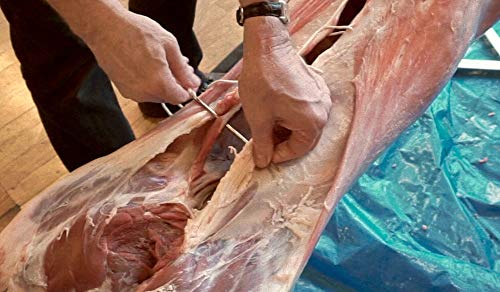 SpitJack Meat Trussing Needle. 12 Inch Stainless Steel Whole Hog, Pig, Lamb, Crown Roast of Pork Stitcher. Fish Bait Stringer Tool