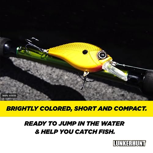 Lunkerhunt Impact Jolt | Crankbait, Deep Diving Hard Bait Fishing Lure | Flat Sided Square Bill, Clear Water, Fresh Water Lure for Bass Fishing, Trout and Spike, Crappie - color: Shock Yellow