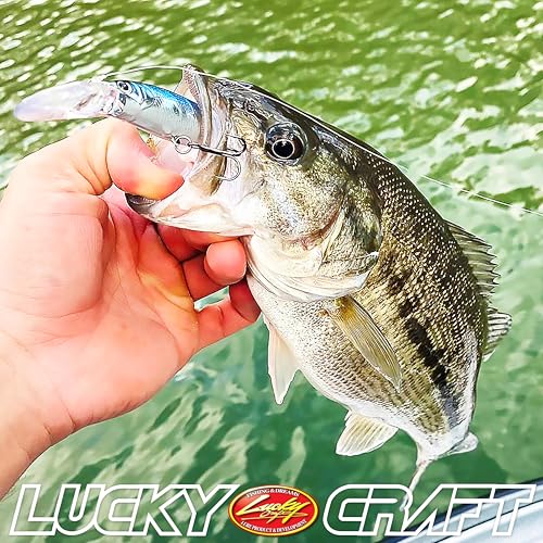 Lucky Craft Staysee 90SP Version 2 Bait - color: 270 MS American Shad