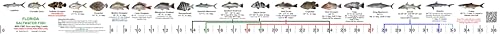 36” x 2” Vinyl Adhesive Ruler Decal Showing 20 Common Florida Saltwater Fish in True-to-Life Color Photographs and Their Current FWC Rules with Highlighted Slot Limit Brackets. UV Protected.
