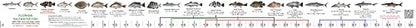 36” x 2” Vinyl Adhesive Ruler Decal Showing 20 Common Florida Saltwater Fish in True-to-Life Color Photographs and Their Current FWC Rules with Highlighted Slot Limit Brackets. UV Protected.
