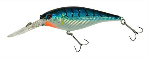 Berkley Flicker Shad Fishing Lure, Blue Tiger, 5/16 oz, 2 3/4in | 7cm Crankbaits, Size, Profile and Dive Depth Imitates Real Shad, Equipped with Fusion19 Hook - color: Blue Tiger, size: 2 3/4in - 5/16 oz
