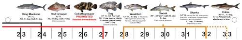 Florida Fish I.D. Ruler – 33.75” Folding Ruler Showing 27 Common Florida Fish in True-to-Life Color Photographs and Their Current FWC Rules with Highlighted Slot Bracket Zones