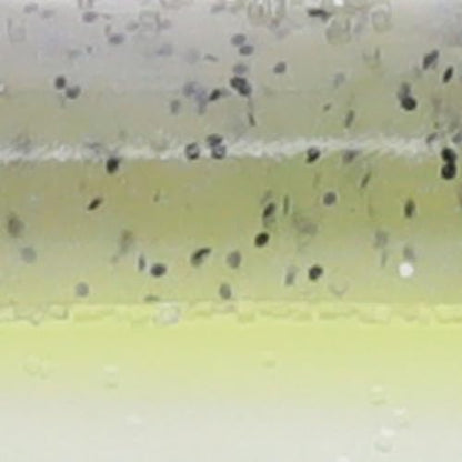 Strike King KVD Filler Worm Soft Bait Fishing Lure - color: Sexy Shad