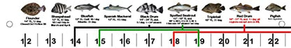 Florida Fish I.D. Ruler – 33.75” Folding Ruler Showing 27 Common Florida Fish in True-to-Life Color Photographs and Their Current FWC Rules with Highlighted Slot Bracket Zones