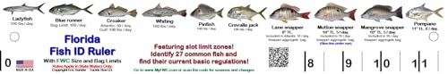 Florida Fish I.D. Ruler – 33.75” Folding Ruler Showing 27 Common Florida Fish in True-to-Life Color Photographs and Their Current FWC Rules with Highlighted Slot Bracket Zones