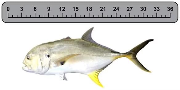 40" EVA Foam Fish Ruler for Boats, Kayaks, Docks - Self-Adhesive Waterproof Fish Measuring Tool with Non-Slip Surface, Durable Marine Fishing Accessories (40 Inch)