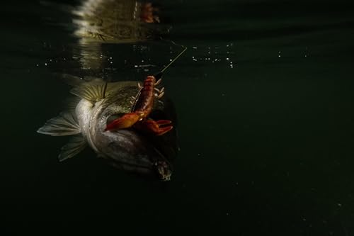 Berkley The Champ Craw - color: HD Molting Craw, size: 3 1/2"