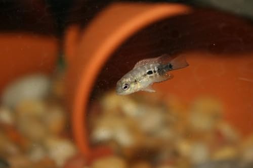 Freeze-Dried Bloodworms, Our Grade A Floating Bloodworms for All Freshwater Fish, Marine Fish, Corals, Anemones, Baby Pond Fish…0.8oz Squeeze Bottle - size: 0.8 Ounce (Pack of 1)