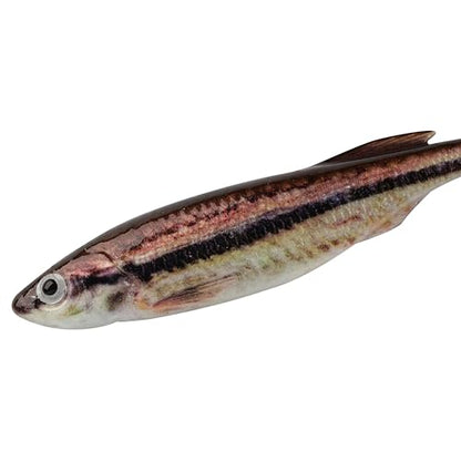 Berkley PowerBait Drip Minnow Fishing Soft Bait - color: HD Blacknose Shiner, size: 3"