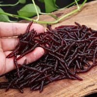 100PCS Scented Soft Fishing Lures, Realistic Red Worm Artificial Bait Freshwater Saltwater Fishing Tackle for Bass Trout Carp, 100PCS