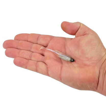 Berkley PowerBait Drip Swimmer Fishing Soft Bait - color: Blue Liner, size: 3"
