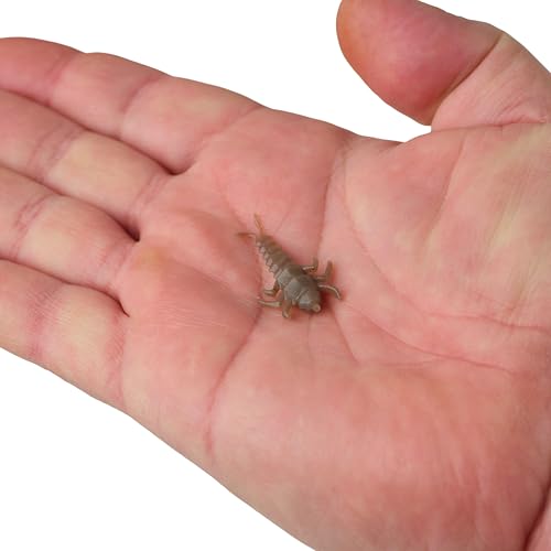Berkley Gulp! Alive! Stonefly Fishing Soft Bait - color: Smog