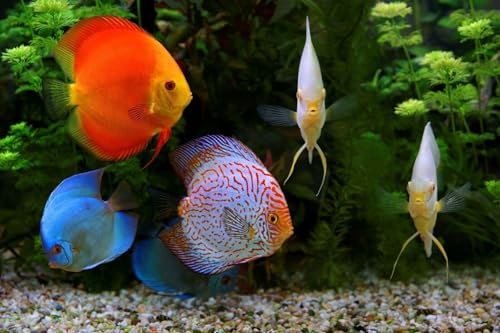 Brine Shrimp Flakes for Freshwater Cichlids, Angels, Tetras, Guppies, Marine Tangs, Butterflies, Angelfish, Anthias, Clown Fish. WL…5-lbs Poly Bag - size: 5 Pound (Pack of 1)