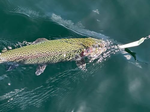 Loony Spoons Max 2-Pack Premium Fishing Lures | Salmon, Trout, Walleye - Saltwater and Freshwater - color: Green Hornet, size: Size 3 - 3"