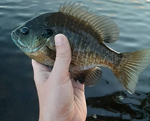 Small Fry 40 Pack (1.75 Inch) Crappie, Panfish, Bass and More - color: Silver Flash Glow
