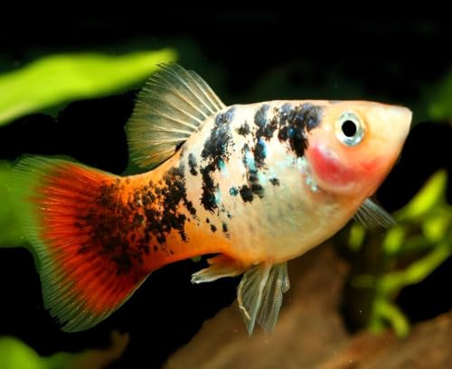 0.5mm - 1/64" Tropical & Community Fish Floating Pellets... 1-lbs 10oz Jar | 0.5mm - 1/64" Tropical & Community Fish Floating Pellets For Tetras, Guppies, Angel Fish, Small Cichlids, Goldfish, Tropicals - size: 1.63 Pound (Pack of 1)