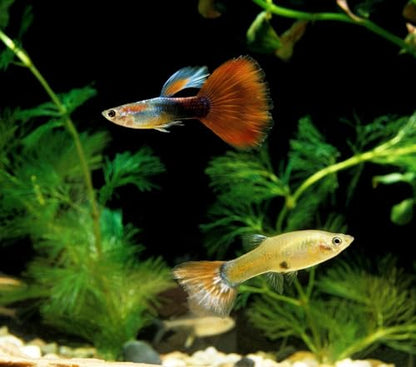 0.5mm - 1/64" Tropical & Community Fish Floating Pellets... 1-lbs 10oz Jar | 0.5mm - 1/64" Tropical & Community Fish Floating Pellets For Tetras, Guppies, Angel Fish, Small Cichlids, Goldfish, Tropicals - size: 1.63 Pound (Pack of 1)