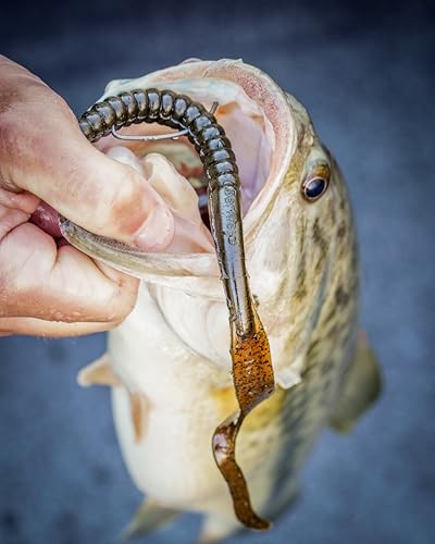 Berkley PowerBait Power Worms Fishing Soft Bait - color: Black Grape, size: 12" (5 Count)