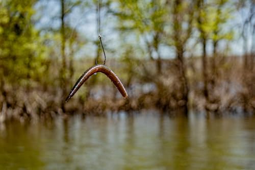 Yum Lures Dinger 5" Bulk 30-Pack - color: Red Shad, size: 5 Inch
