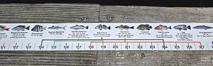 36” x 2” Vinyl Adhesive Ruler Decal Showing 20 Common Florida Saltwater Fish in True-to-Life Color Photographs and Their Current FWC Rules with Highlighted Slot Limit Brackets. UV Protected.