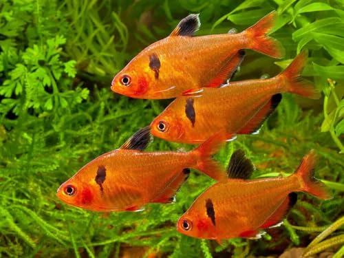 0.5mm - 1/64" Tropical & Community Fish Floating Pellets, WL... 8oz Sm Jar | 0.5mm - 1/64" Tropical & Community Fish Floating Pellets For Tetras, Guppies, Angel Fish, Small Cichlids, Goldfish, Tropicals - size: 8 Ounce (Pack of 1)