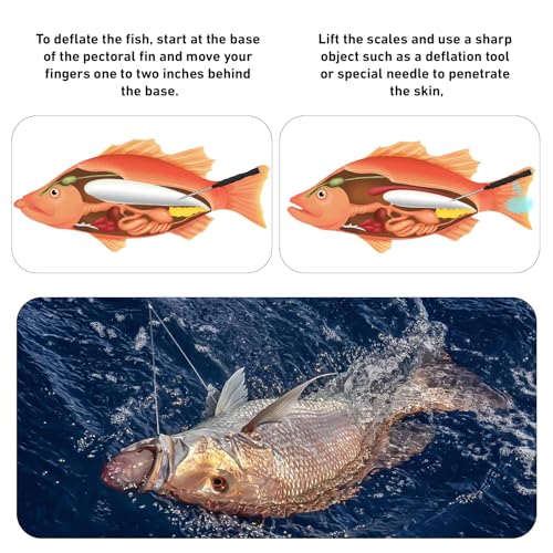 GOLDEN J Fish Venting Tool for Saltwater Fishing | Modular Design with Hidden Storage & Stainless Steel/Aluminum Build, Relieves Deep Sea Fish Pressure for Healthier Release - size: Large