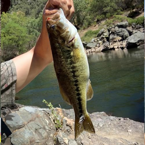 Panther Martin Spinner Trout Panfish Best of the Best Kit DSG6 Deadly 6 Lures