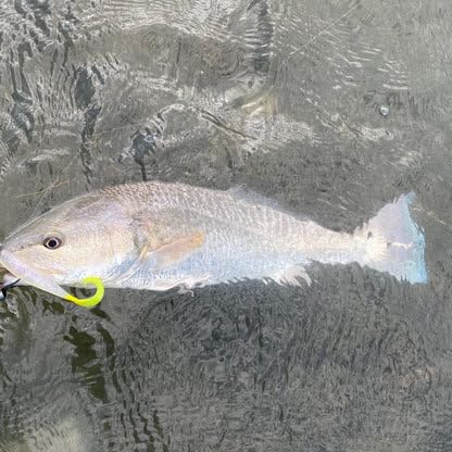 A.M. Fishing Curly Tail Jerkshad 4 Inch Soft Baits Garlic Infused,– 8 Pack – Saltwater & Freshwater Fishing Lures for Bass, Redfish, Snook, and Trout - color: Pearl Treuse
