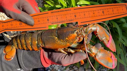 AirFly Folding Fish Measuring Board + Crab Bait – Crabbing Starter Kit