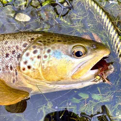 Woolly Bugger Fly Fishing Flies Assortment - Beadhead Streamer Wet Flies for Trout Bass Panfish - Hand-Tied Marabou Streamers for Rivers Lakes - size: 15 Pack – Size 8