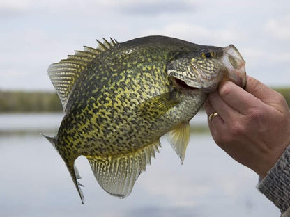 Small Fry 40 Pack (1.75 Inch) Crappie, Panfish, Bass and More - color: Chartreuse Glow