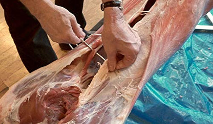 SpitJack Meat Trussing Needle. 12 Inch Stainless Steel Whole Hog, Pig, Lamb, Crown Roast of Pork Stitcher. Fish Bait Stringer Tool
