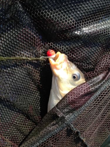 Karpela Bait Matrix Shell (Set of 4) – Protective Shell for Soft Bait & Liver – Turtle & Crawfish Resistant – Carp & Catfish Rig - color: Brown, size: Long Slot