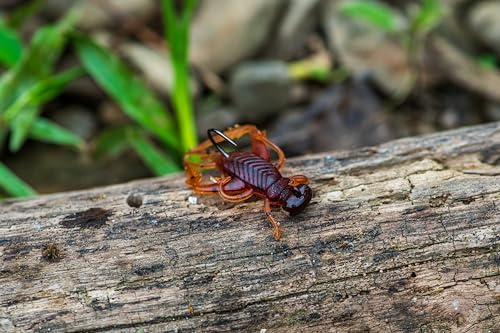 Rebel LIVEFLEX™ Hopper Soft Plastic - color: Water Bug