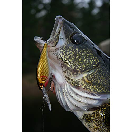 Berkley Flicker Shad Fishing Lure, Black Gold Sunset, 3/16 oz, 2in | 5cm Crankbaits, Size, Profile and Dive Depth Imitates Real Shad, Equipped with Fusion19 Hook - color: Black Gold Sunset, size: 2in - 3/16 oz