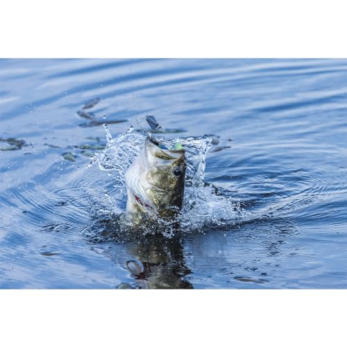 BUCKEYE LURES G-Buzz Single Bladed Buzzbait - Durable Fish-Catching Topwater Lure for Bass Fishing - color: Black w/Black, size: 3/8