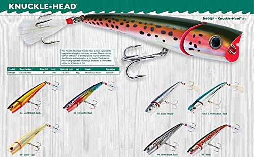 Creek Chub Knuckle Head Jointed Topwater Fishing Lure with Chugging and Popping Action - color: Baby Striper