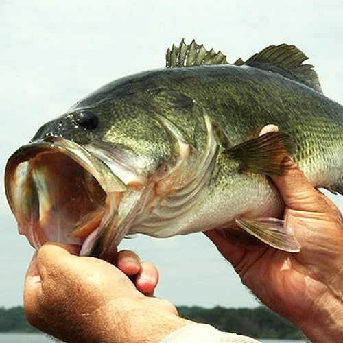Swim-Jigs-for-Bass-Fishing-Lures Swimbait Underspin Swimming Bass Jigs 1/2 3/8 1/4 oz - color: Golden Shiner 2 Pack, size: 3/8 oz