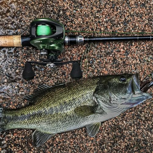 Piscifun Torrent II Baitcasting Reel, 20LB Drag, Magnetic Brake | Smooth casting, 6+1 bearings, 6.75 oz body, 6.6/8.1 ratios,low-profile body - color: Green-Right Hand Retrieve, size: 8.1:1 Gear Ratio