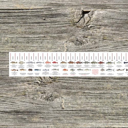 STATE COASTAL FISH RULER with FISH ID and FISHING REGULATIONS - 50 INCH RULER DECALS - style: Alabama
