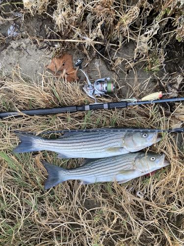 LITTMA Bass Fishing Topwater Popper Lures - Effective Top Water Lures for Bass Anglers - Durable Design for Catching Trophy Bass with High-Performance Popping Action - color: Tennessee Shad