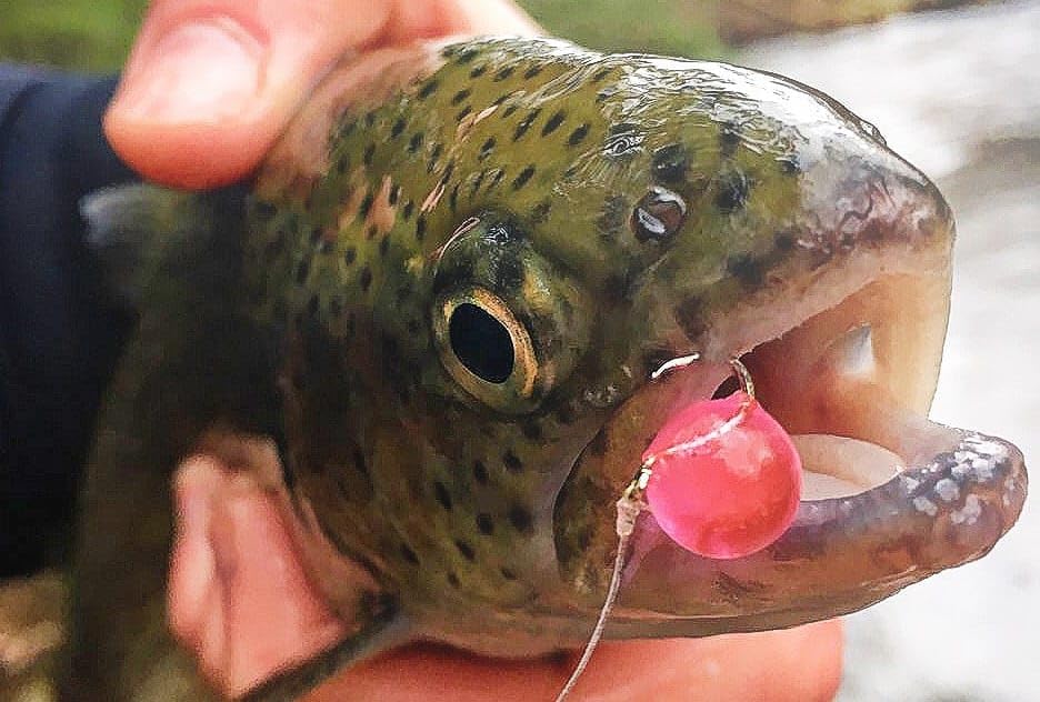 PAUTZKE'S Crappie Fire Balls - Striking Color & Prolonged Scent Release, Infused with Genuine Salmon Egg Juice - color: Chartreuse Garlic - 3 Pack