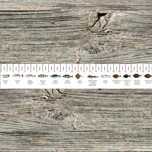 STATE COASTAL FISH RULER with FISH ID and FISHING REGULATIONS - 50 INCH RULER DECALS - style: Rhode Island