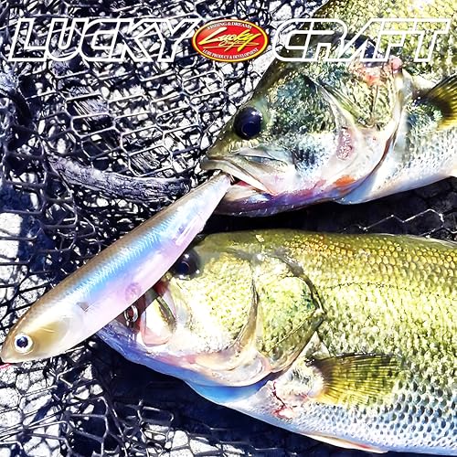 LUCKY CRAFT Sammy 100, Topwater Walking The Dog Action Freshwater Lake Bass Fishing Champion Bait - color: 254 MS MJ Herring - Aurora Wakasagi, size: 100