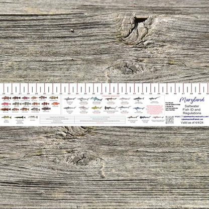 STATE COASTAL FISH RULER with FISH ID and FISHING REGULATIONS - 50 INCH RULER DECALS - style: Maryland